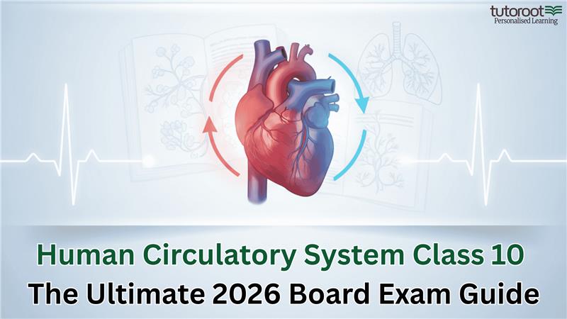 Human Circulatory System Class 10