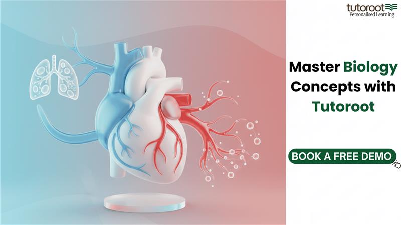 Human Circulatory System Class 10