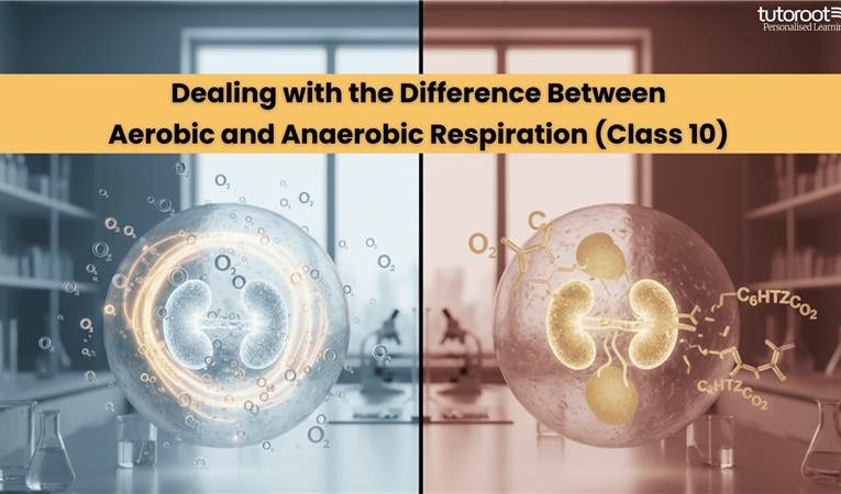 Dealing with the Difference Between Aerobic and Anaerobic Respiration (Class 10)