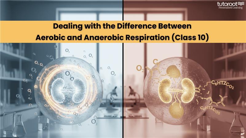 Respirdifference between aerobic and anaerobic respirationation